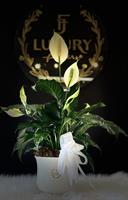 Peace Lily