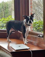 Gallery Image Boston_Terrier1.jpg