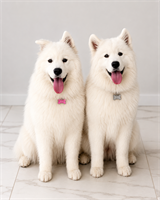 Gallery Image image0.png