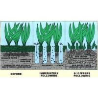 Now is the Ideal Time to Restore Your Lawn