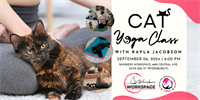 Cat Yoga with Kayla Jacobson