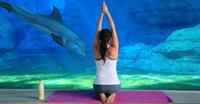 Dolphin Yoga Nidra