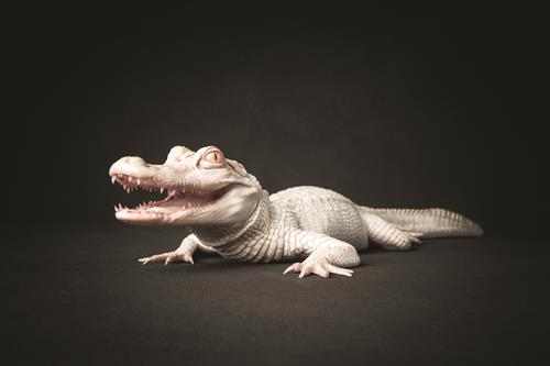 Journey the Albino Alligator 