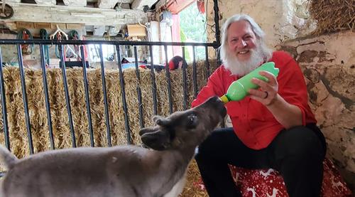 Springtime is a busy time for Santa and his Reindeer taking care of all the new babies of the herd.