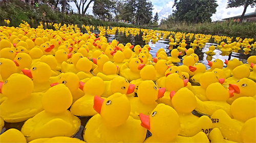 Gallery Image Three_Pillars_Fest_Duck_Race.png Gallery Image Three_Pillars_Fest_Duck_Race.png