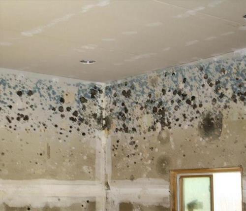 If You See Signs of Mold, Call Us Today 516-261-9600