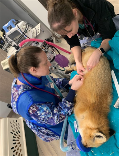 Wild Paws fox Alfalfa's annual vet exam