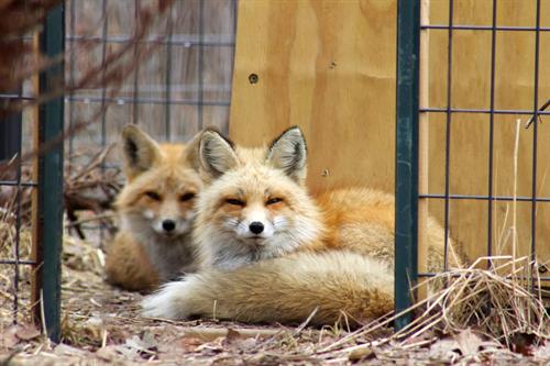 Wild Paws Alfalfa and Finneas in their lockout area in acclimation habitat