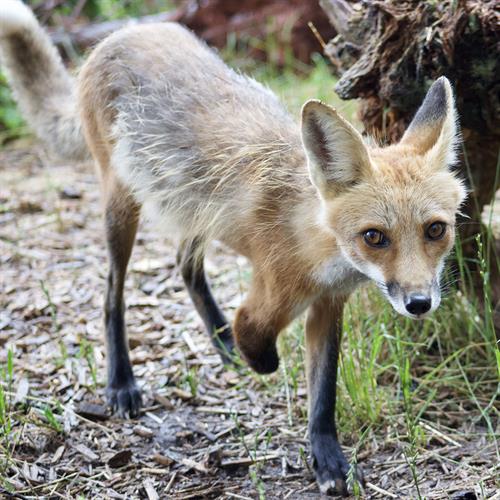 Wild Paws Alfalfa the fox in summer