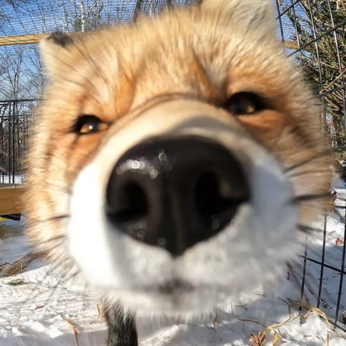 Wild Paws Finneas' the fox close up nose