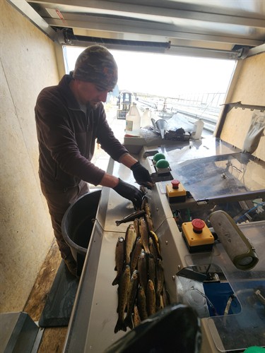 CFF board member Andre Nersesian clipping adipose fins from sedated Eagle Lake strain rainbow trout