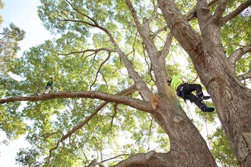 2 Employees climbing a large White Oak tree