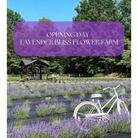 Lavender Bliss Flower Farm Opening Weekend