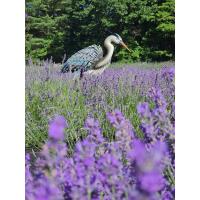 Yoga at Lavender Bliss Flower Farm