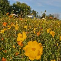 Yoga in the Flower Fields