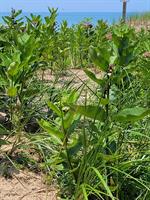 Dune area phragmite eradication