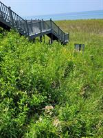 Dune restoration in New Buffalo, MI