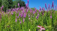 Tall grass prairie enhancement for a private estate in Coloma, MI