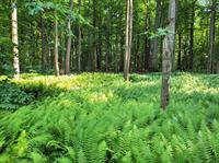 Woodland clearing and thinning which helped to address an extensive mosquito problem and a previously impassable woodland