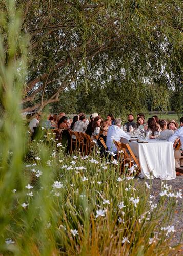 Wine paired dinner under the willow trees at Bricoleur Vineyards
