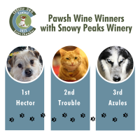 2022 Coolest Dog Contest: Pawsh Wine Winners