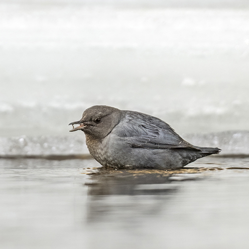 Gallery Image American_dipper_BTC_2023_8_square.jpg