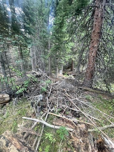 Old slash pile.