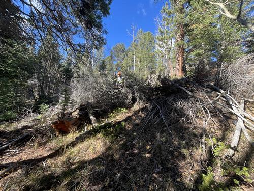 Unsightly and hazardous blow down.