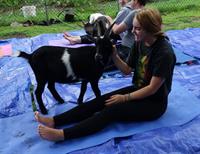 BABY GOAT YOGA SUNDAYS
