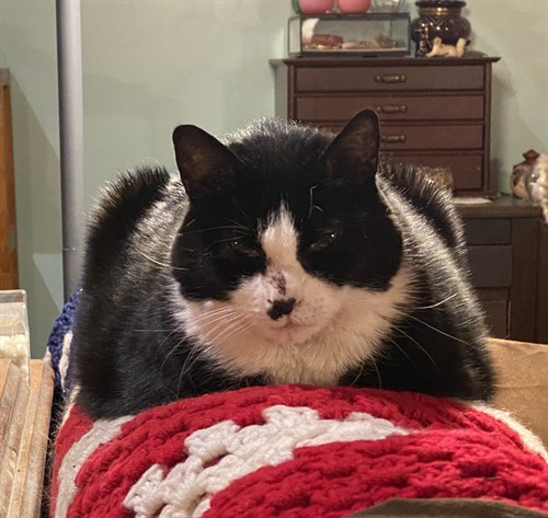 If you're friendly, you might even  get to meet Lily Cat herself -- if she's not sleeping. She's 17 now in 2026.