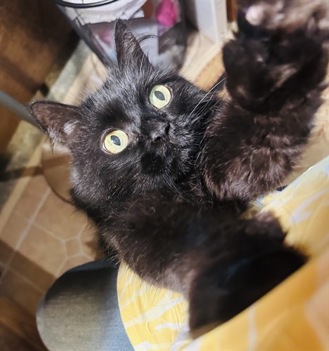 Pash may also be willing to entertain you, but she mostly wants treats.