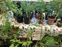 Milo Garden Club Annual Summer Fair and Plant Sale