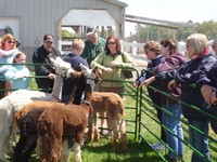 South American Wine, Cheese pairings, gourmet desserts, live music, and the LondonDairy Alpacas