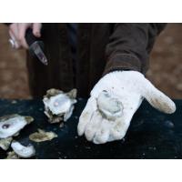 Shellabration Oyster Roast:  Alhambra Hall