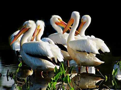 Scoop of White Pelicans at Ollie's Pond