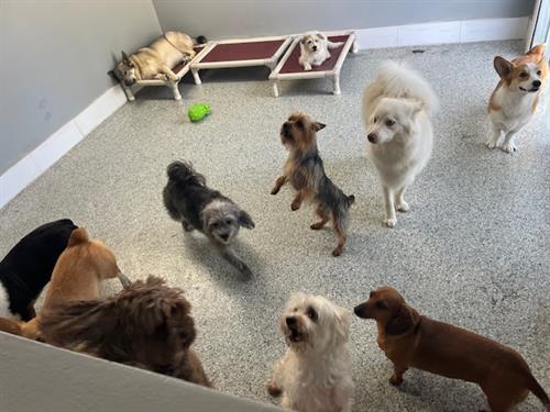 Small dog daycare