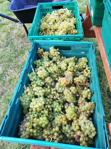 Solaris grape harvest 2018