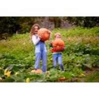 Mount Congreve Gardens Halloween Trail and Pumpkin Picking