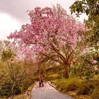 Magnolia Season at Mount Congreve Gardens