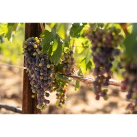 Calistoga Food & Wine 2026