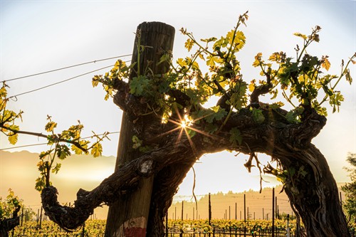 The Clone 8 heritage vineyard at Theorem Winery, planted in the 1980s