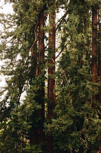 The winery and vineyards are surrounded by natural forest above Calistoga on Diamond Mountain