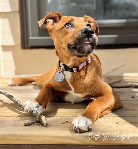 Does your insurance protect you if your dog injures someone?