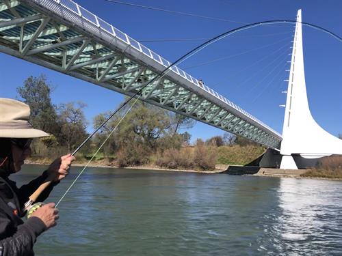 Getting hooked on Fly Fishing under the Sundial Bridge with MoJoBella Fly Fishing®