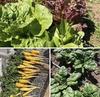 Barrow County Farmers Market