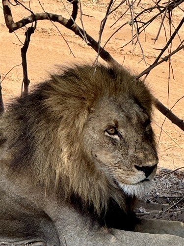 Gallery Image Lion.jpeg