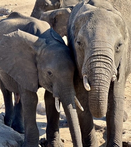 Gallery Image elephants.jpeg