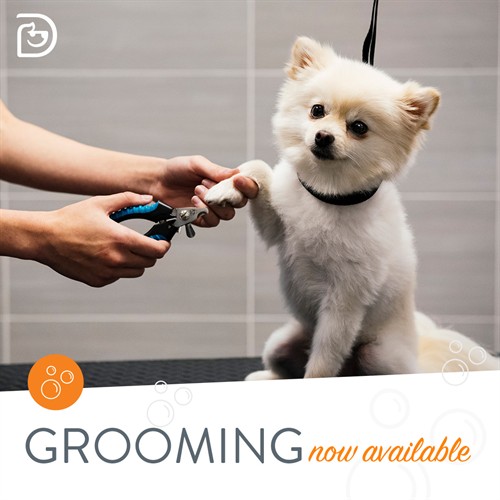 Gallery Image Social_GroomingNowAvailable1_1080x1080_(1).jpg