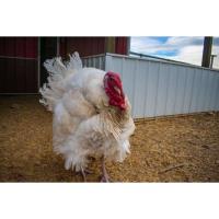 Luvin Arms Annual Turkey Trot