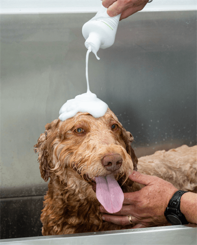 Gallery Image dog_in_bath.png Gallery Image dog_in_bath.png